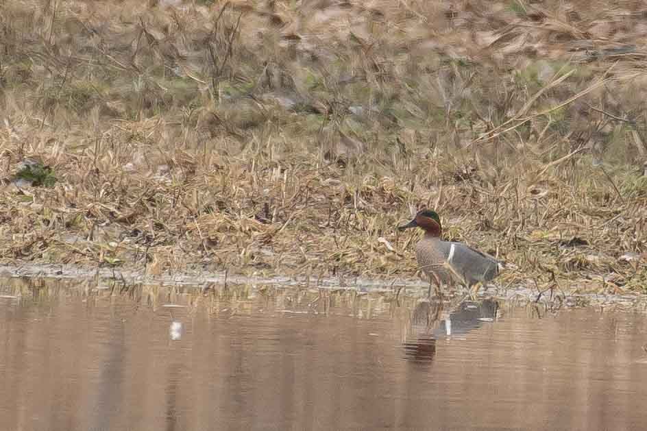 Green-winged Teal - Gerry Gerich
