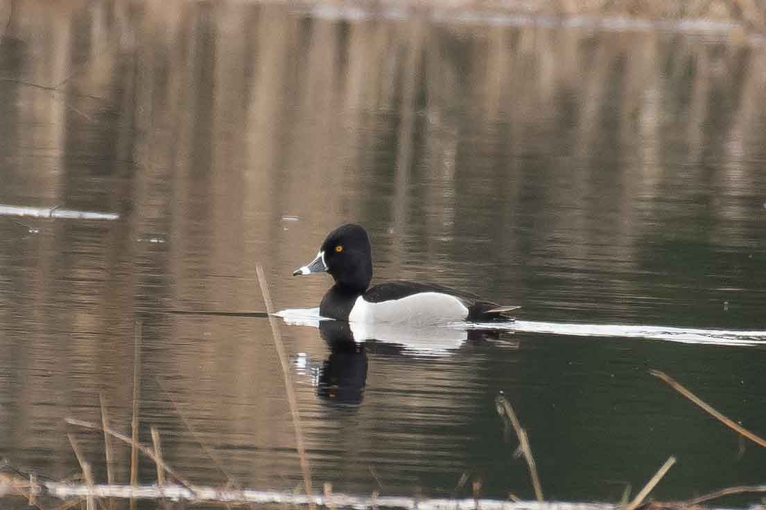Ring-necked Duck - Gerry Gerich