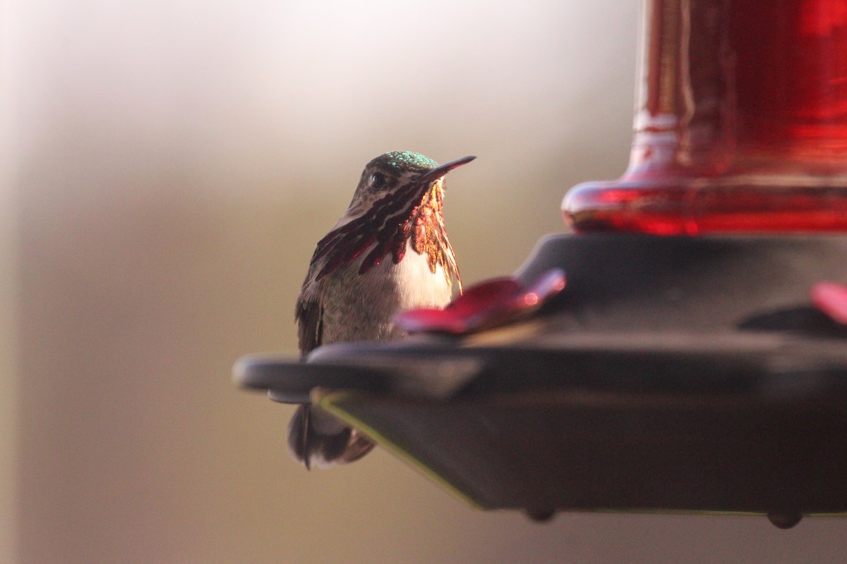 Calliope Hummingbird - Sandy Schreven
