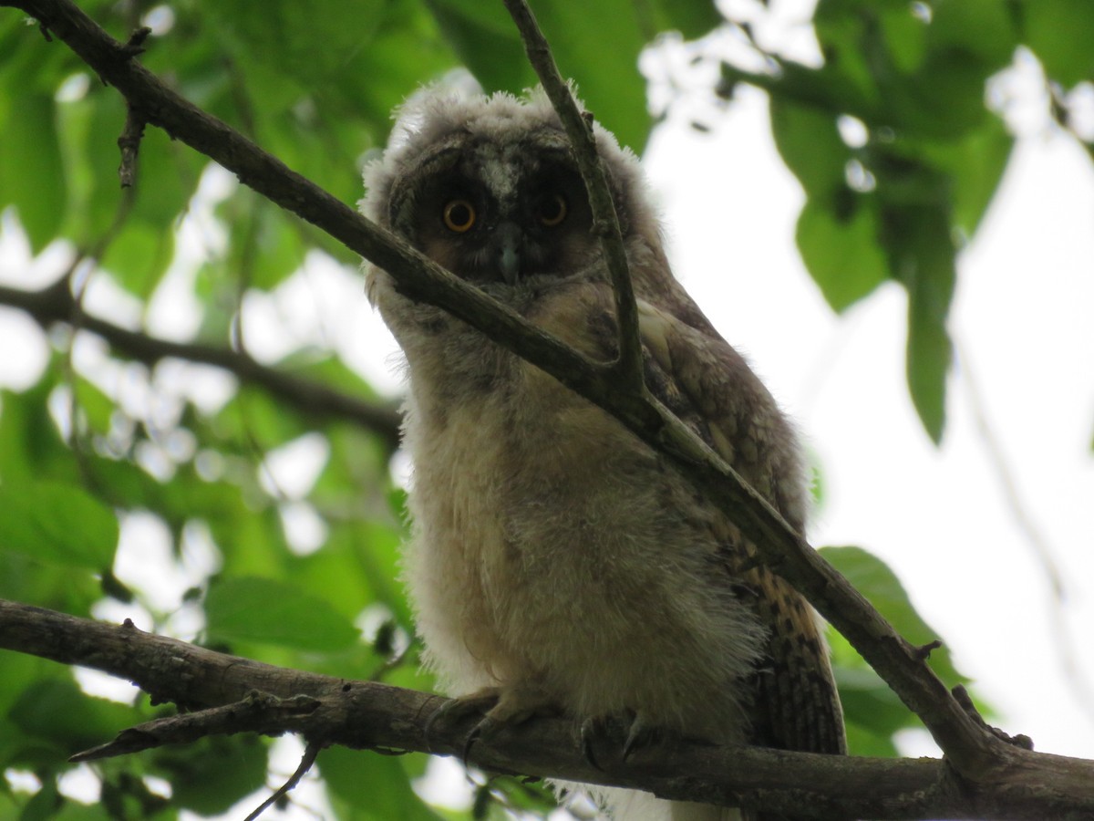 Long-eared Owl - Aitor Mora Solano