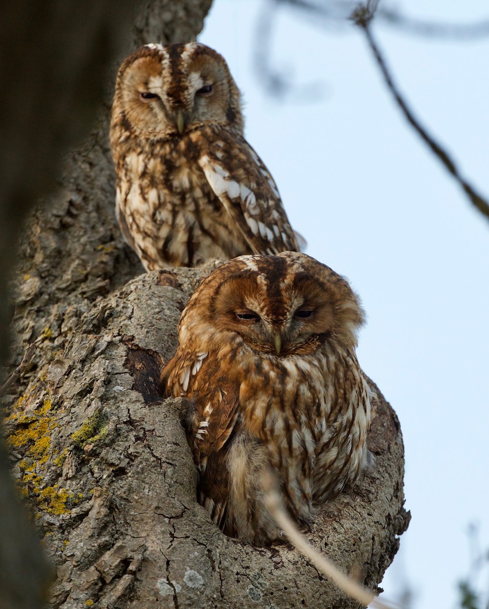 Tawny Owl - ML152870171