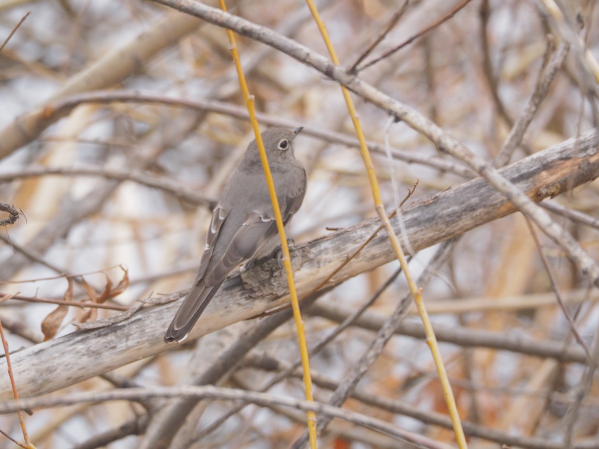 Townsend's Solitaire - ML152870381