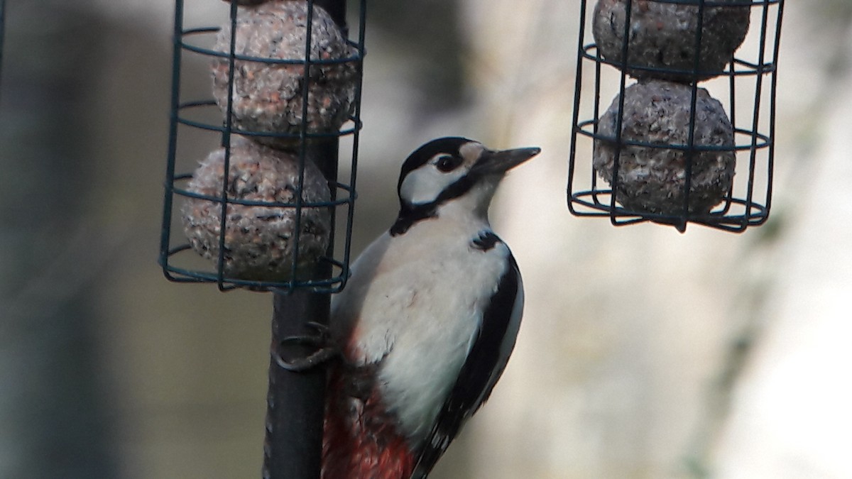 Great Spotted Woodpecker - Javier Morala/MCBirding.com