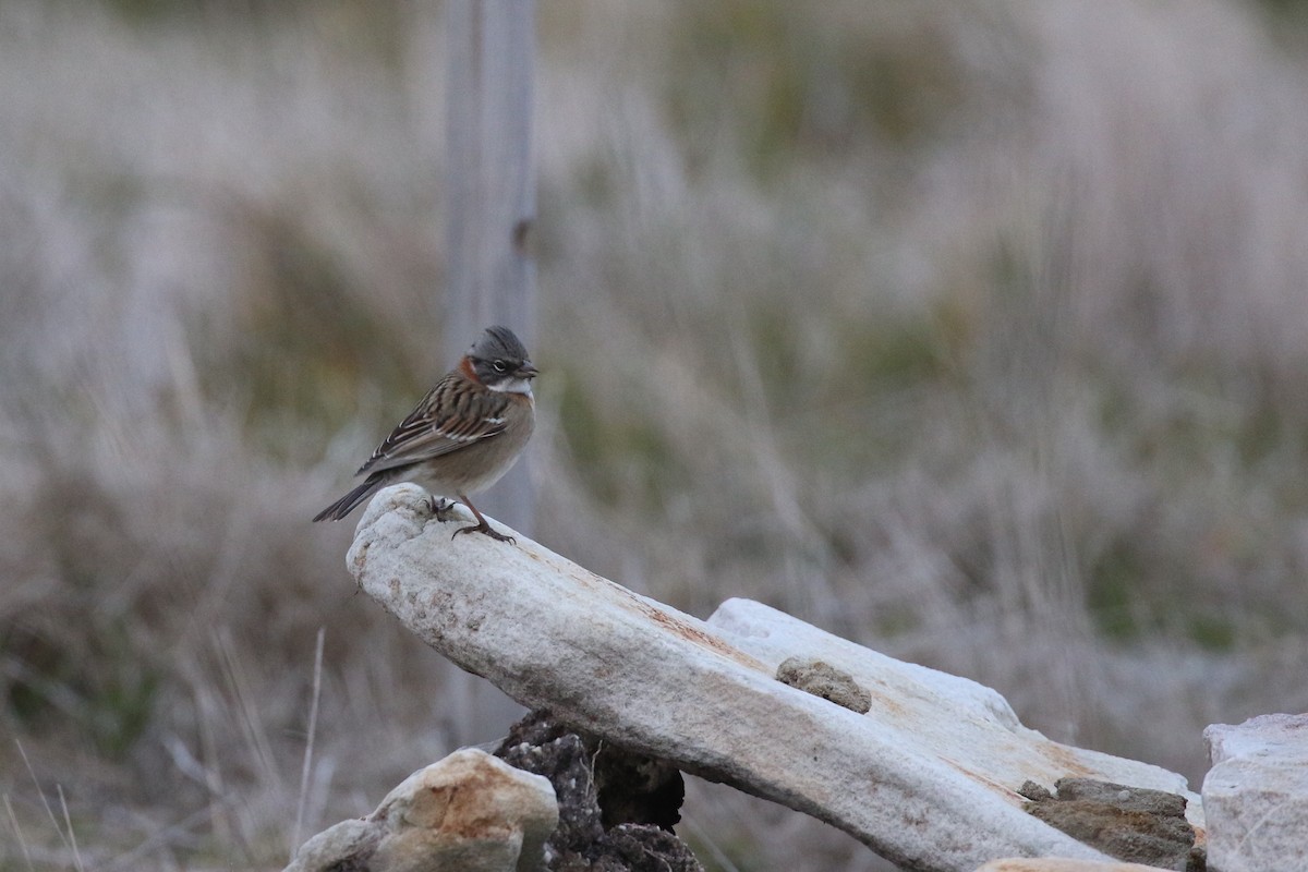 Rufous-collared Sparrow - ML152871081