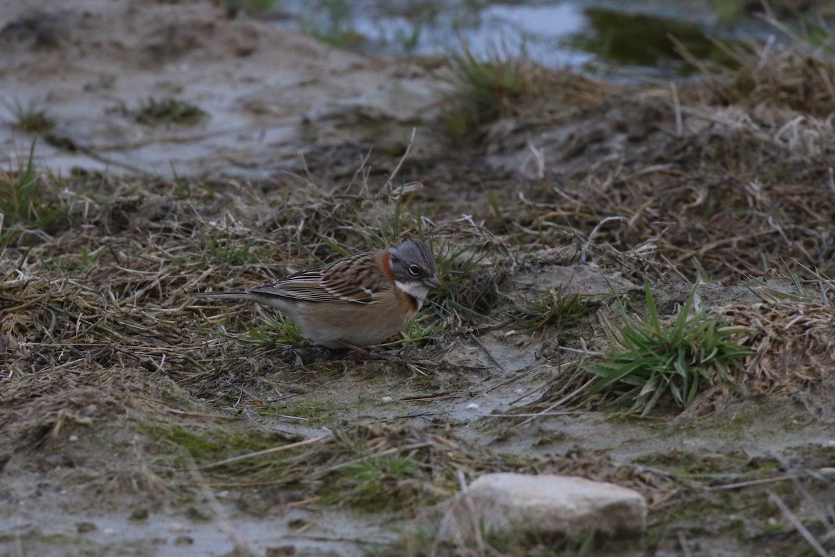 Rufous-collared Sparrow - ML152871141