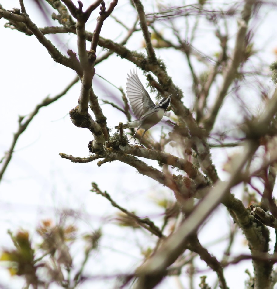 Black-throated Gray Warbler - Pamela Gunn