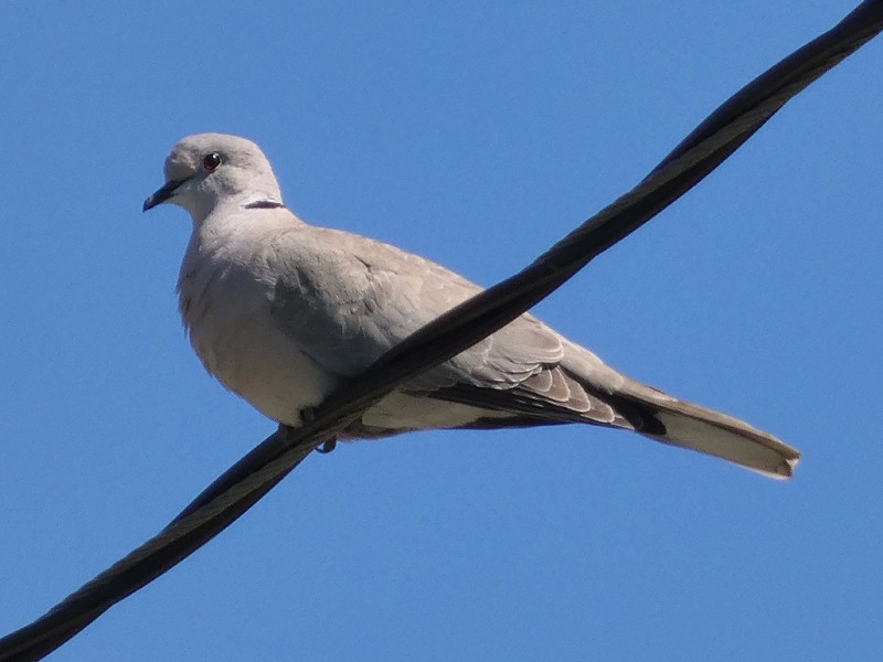 Eurasian Collared-Dove - wendy wright