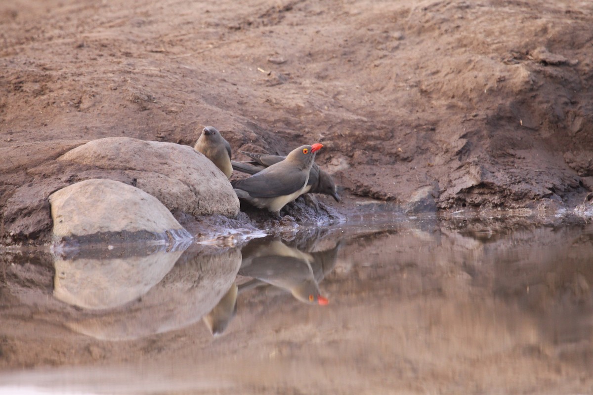 Red-billed Oxpecker - ML152872991