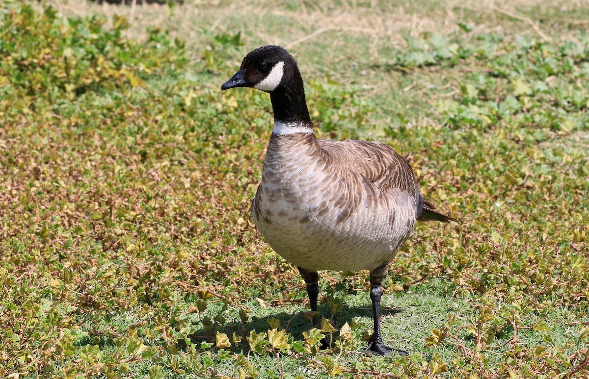 Cackling Goose (Aleutian) - Roger Zachary