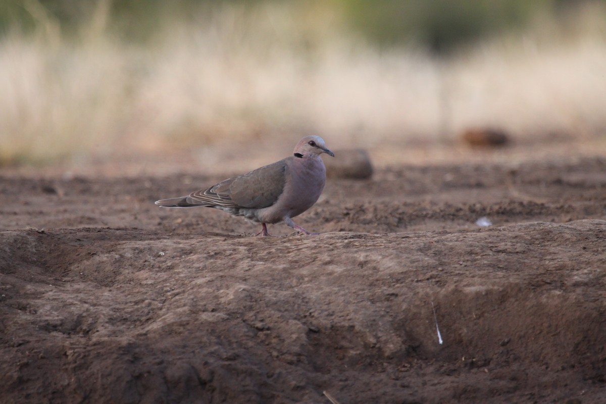 Red-eyed Dove - ML152873841