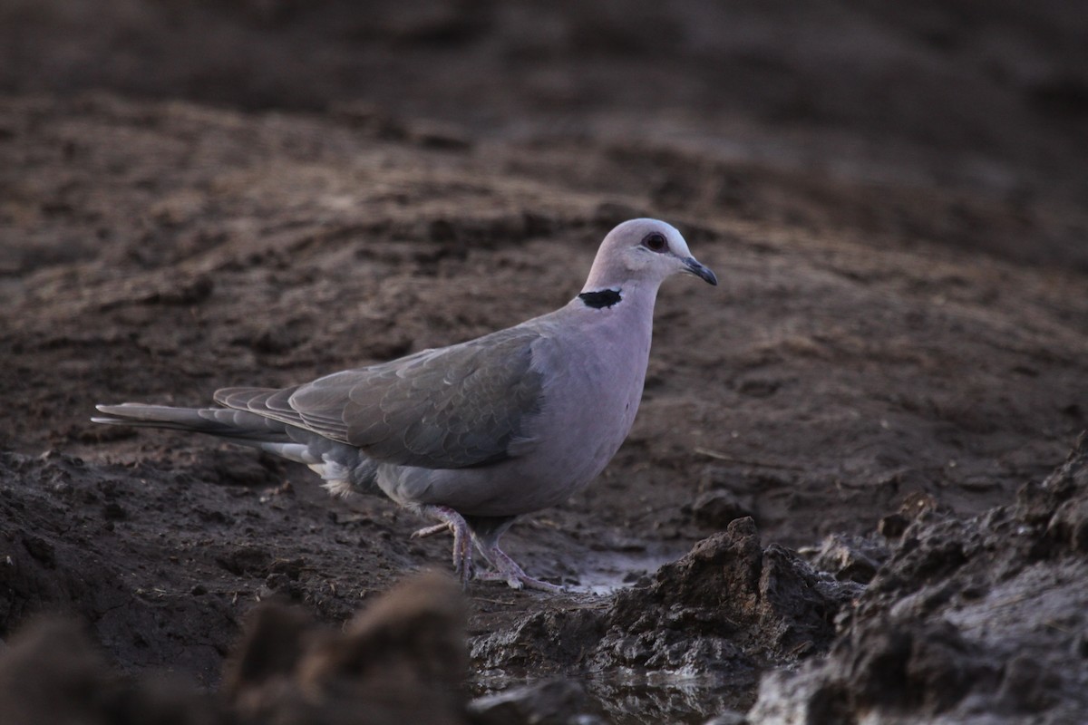 Red-eyed Dove - Robert Doubell