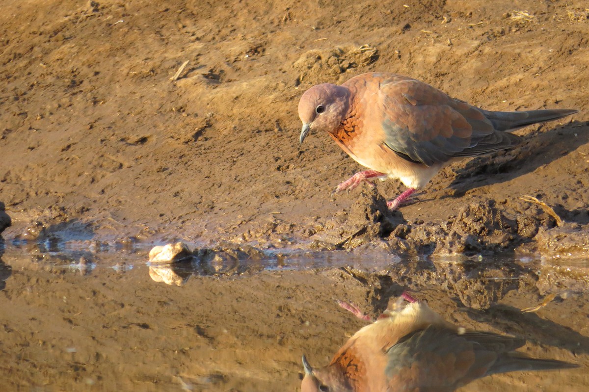 Laughing Dove - ML152874081