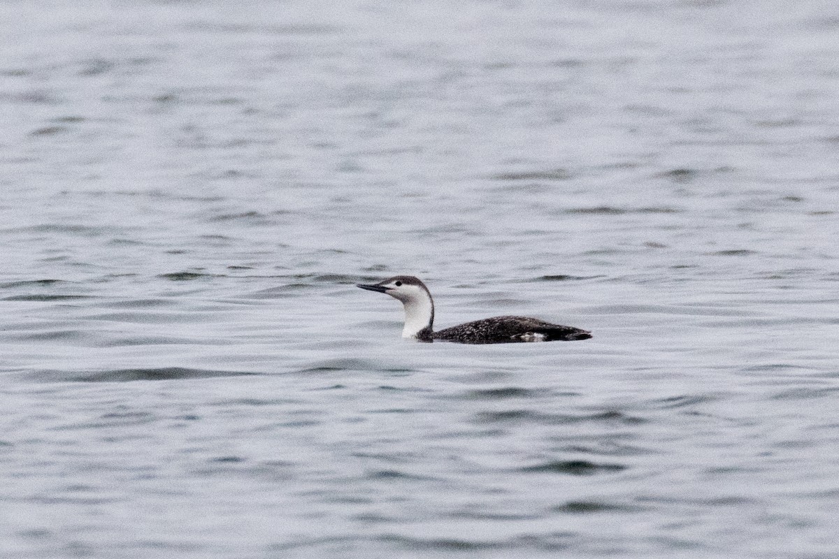 Red-throated Loon - ML152874291