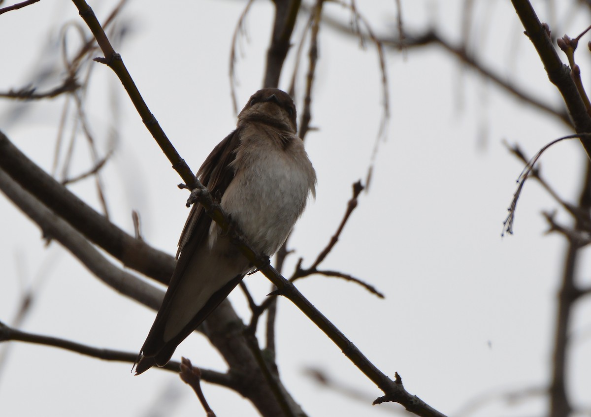 Northern Rough-winged Swallow - ML152874581