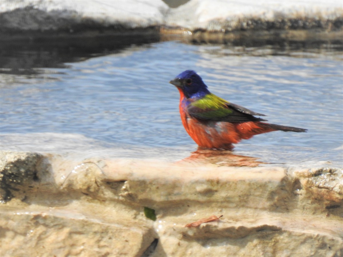 Painted Bunting - ML152875031