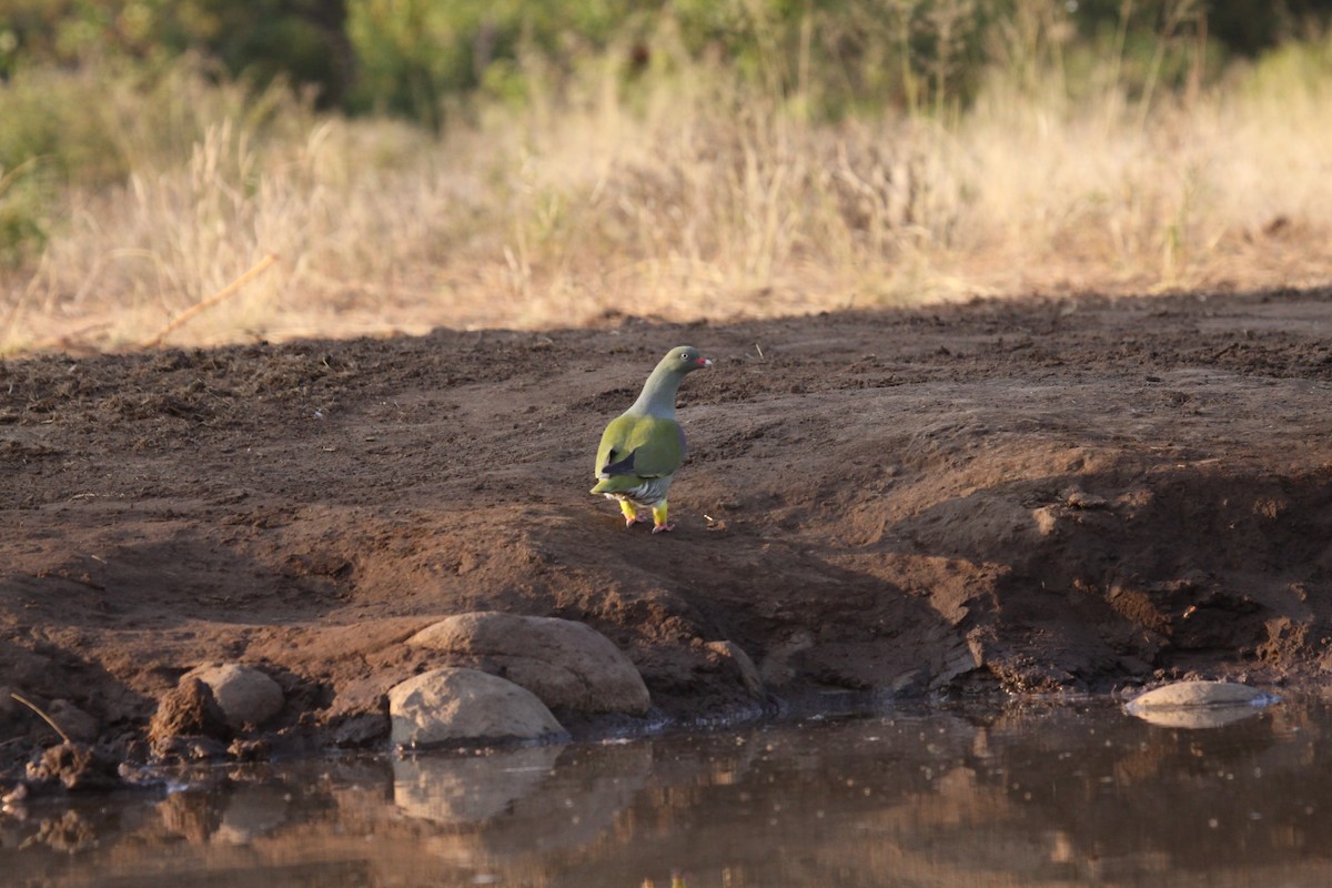African Green-Pigeon - Robert Doubell