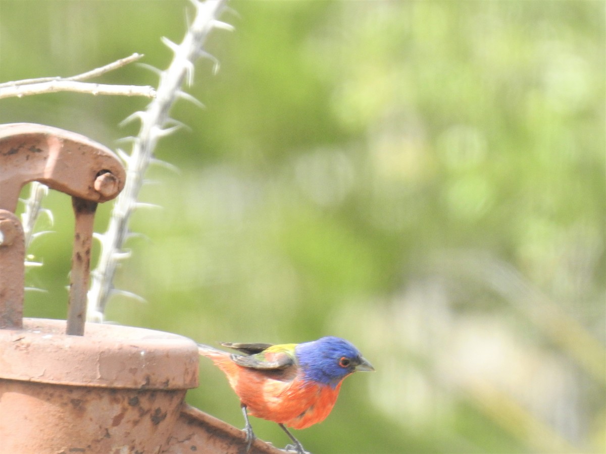 Painted Bunting - ML152875291