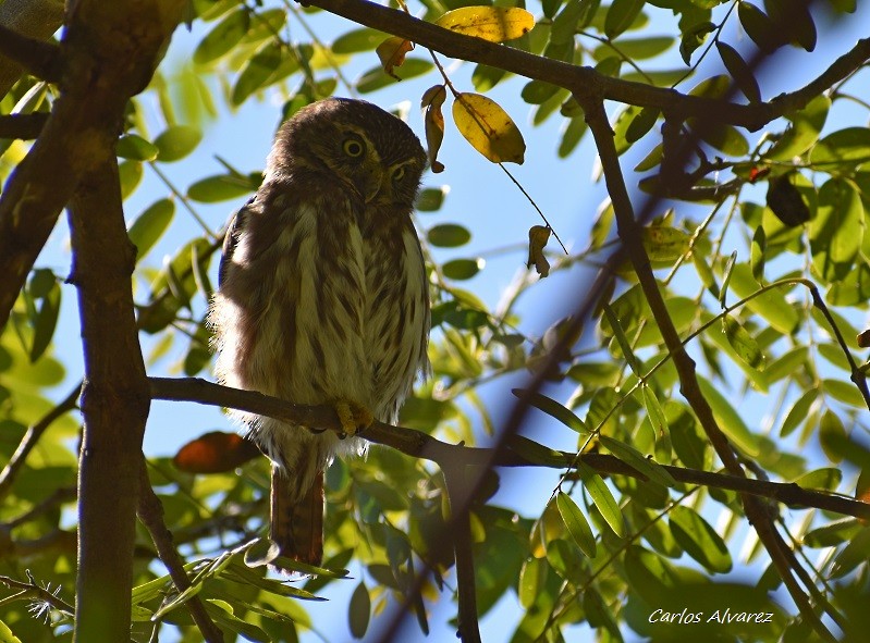 Ferruginous Pygmy-Owl - Carlos  Alvarez
