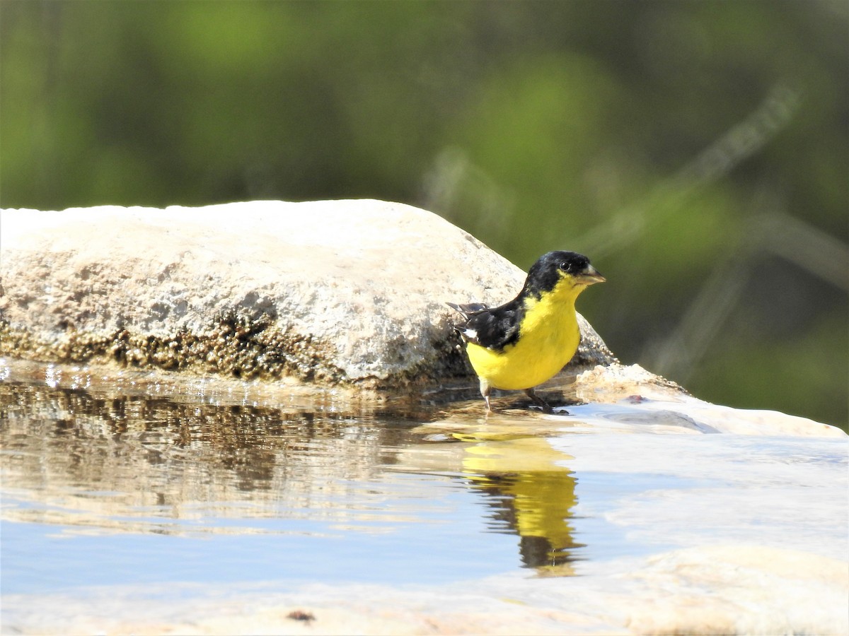 Lesser Goldfinch - Richard Park
