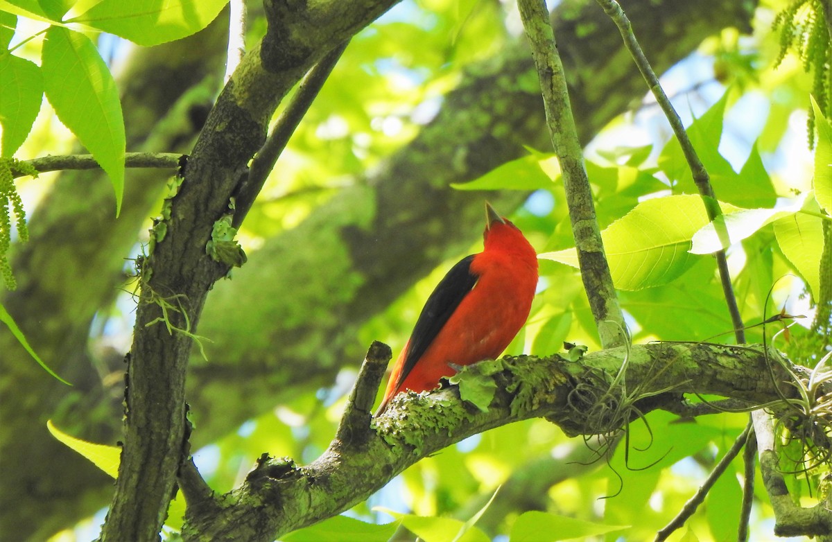 Scarlet Tanager - Sharon Wilcox