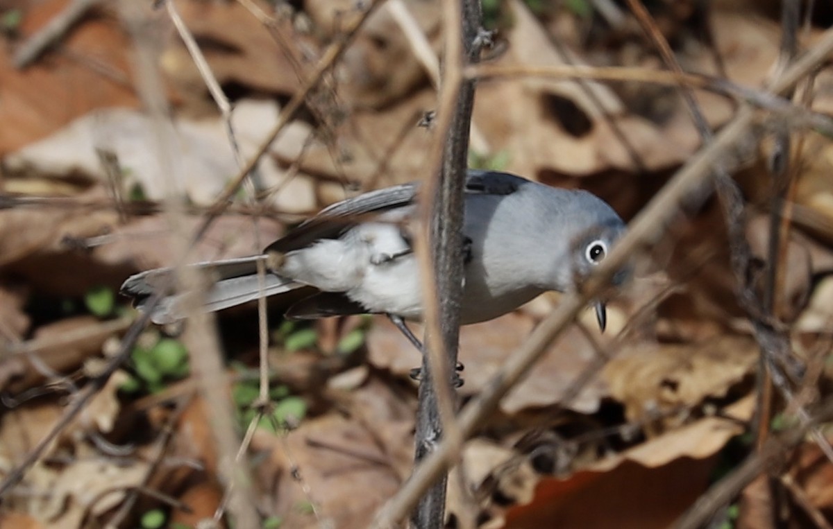 Blue-gray Gnatcatcher - Lenore Charnigo