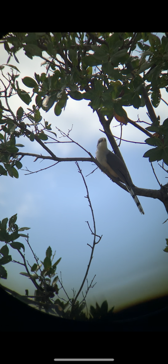 Mangrove Cuckoo - Robert Mocko