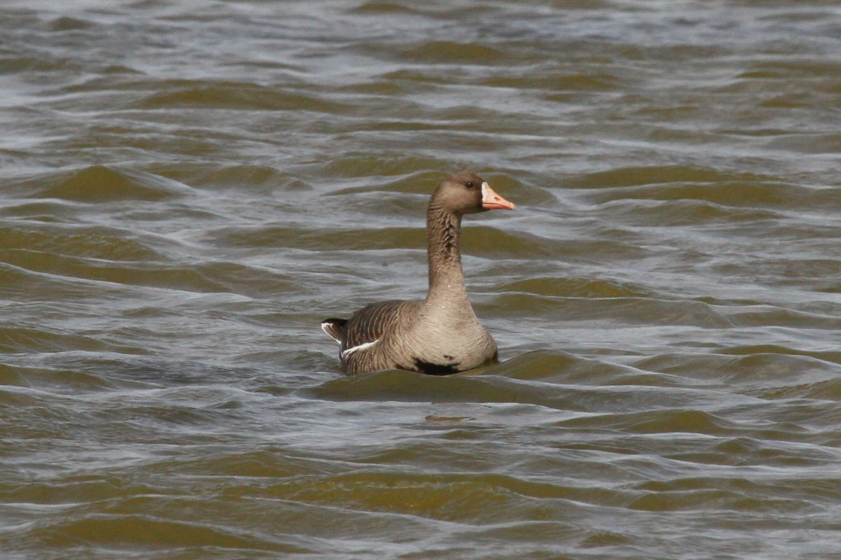 Greater White-fronted Goose - ML152878601