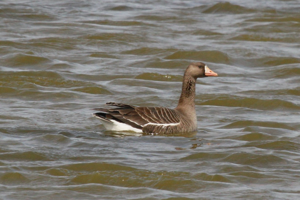 Greater White-fronted Goose - ML152878621