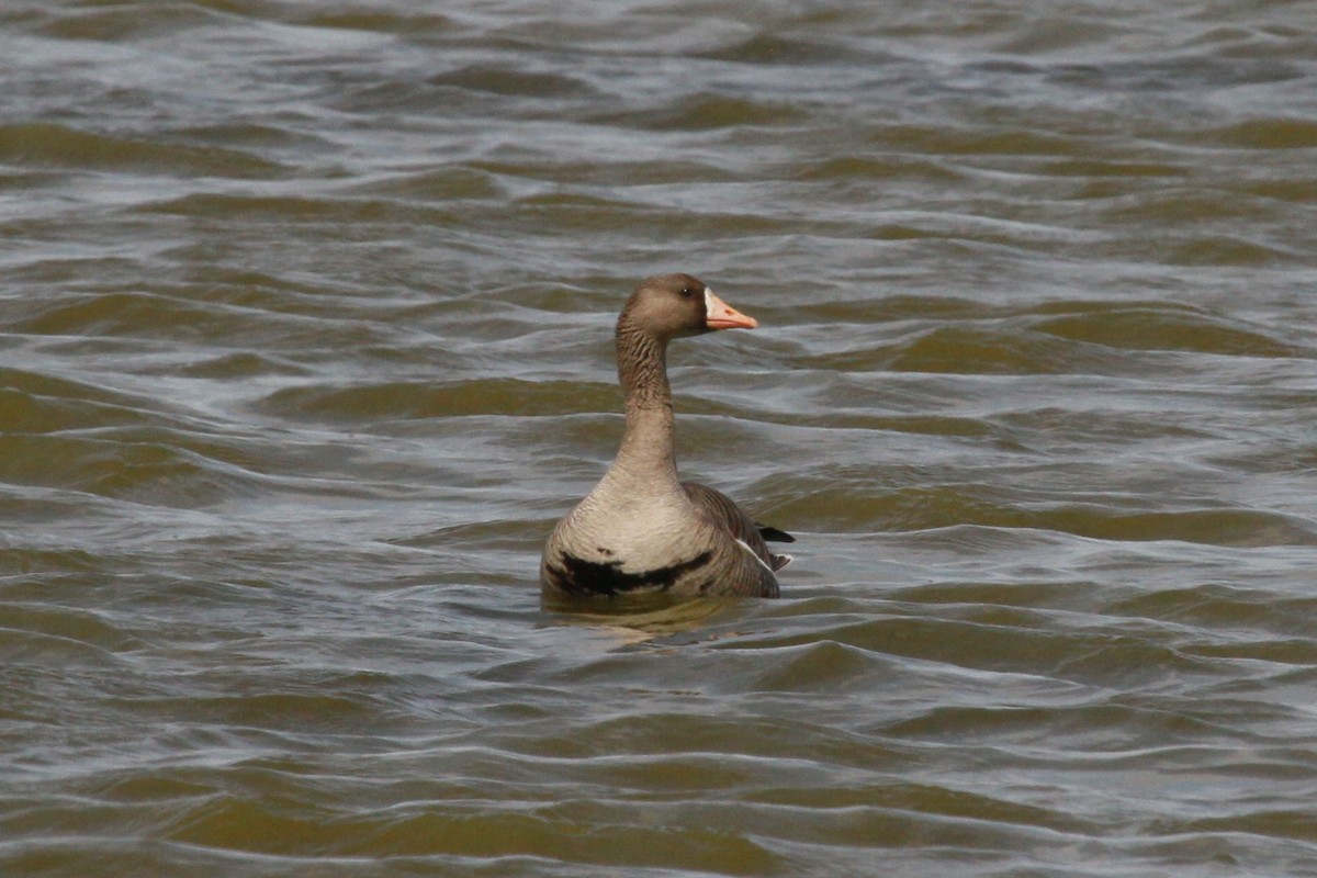 Greater White-fronted Goose - ML152878631