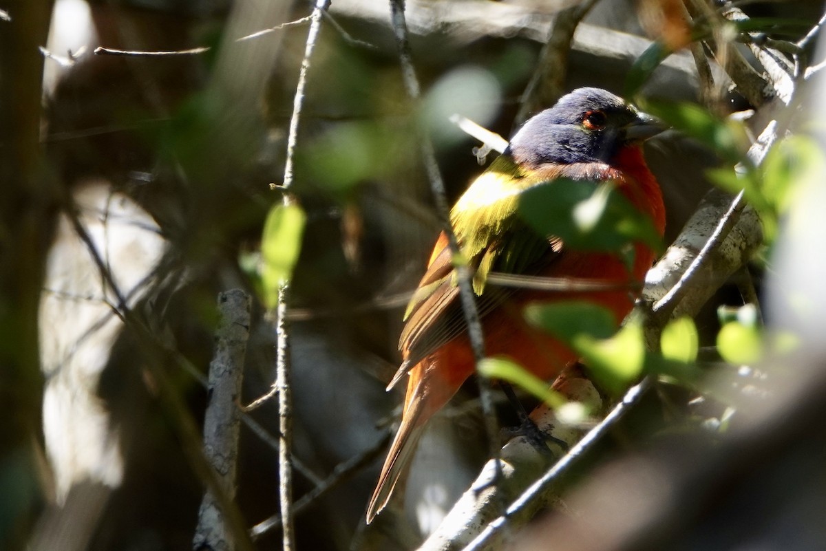Painted Bunting - Russ  And Theresa