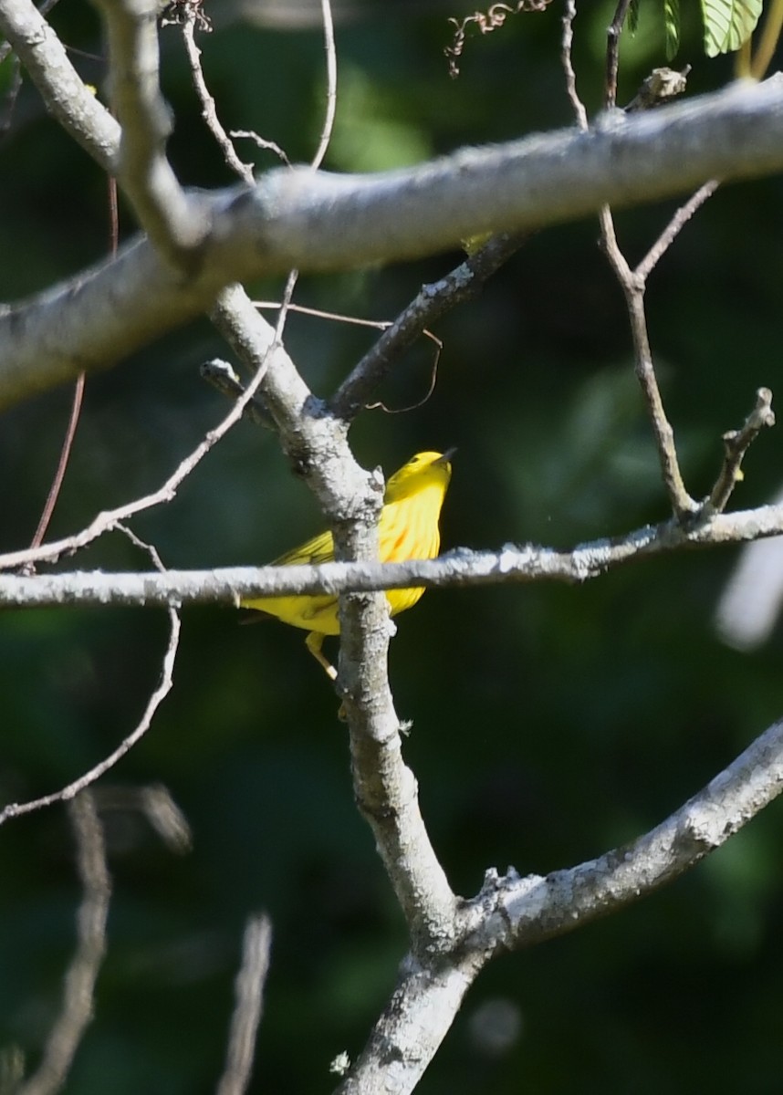 Yellow Warbler - Joe Wujcik