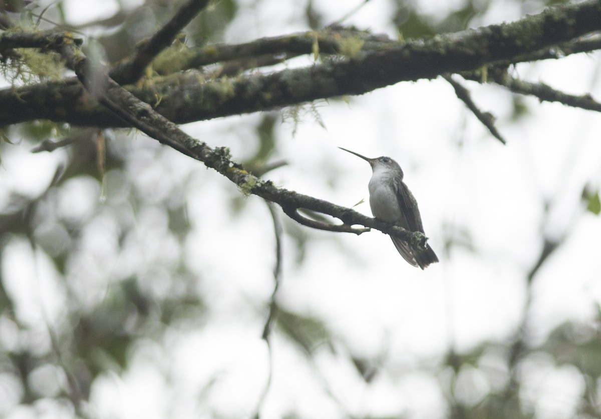 White-bellied Hummingbird - Giselle Mangini