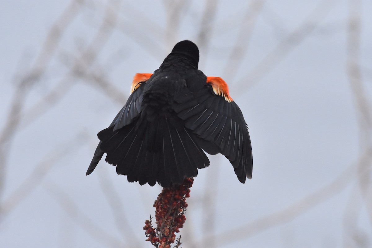 Red-winged Blackbird - Kyle Arvin