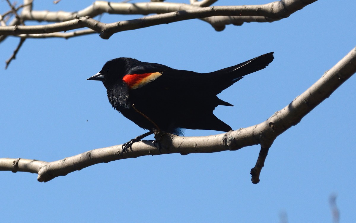 Red-winged Blackbird - Tom Long
