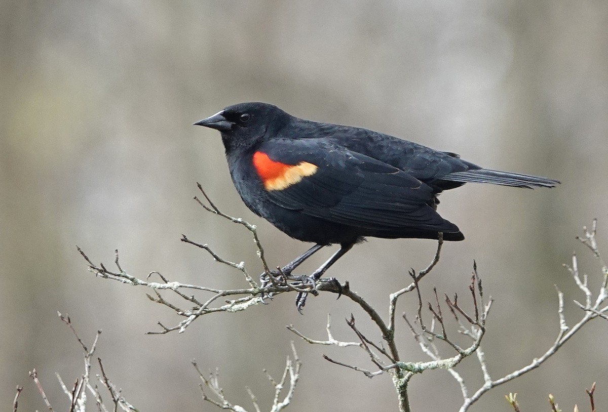 Red-winged Blackbird (Red-winged) - Anonymous