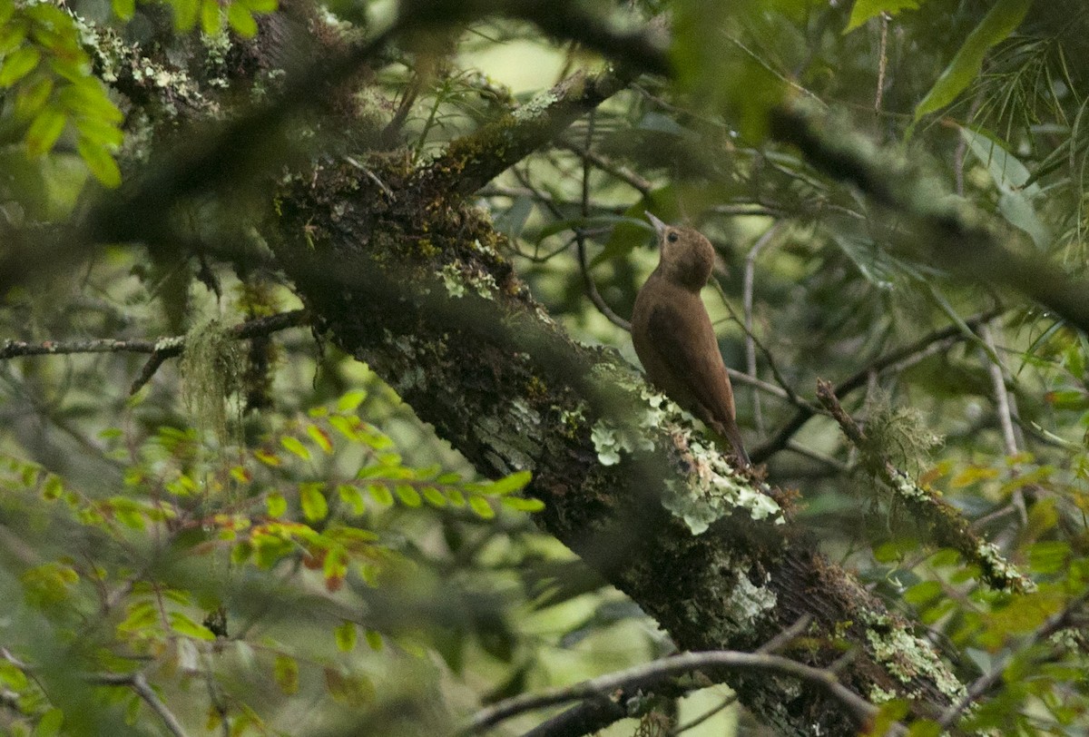 Smoky-brown Woodpecker - ML152881441