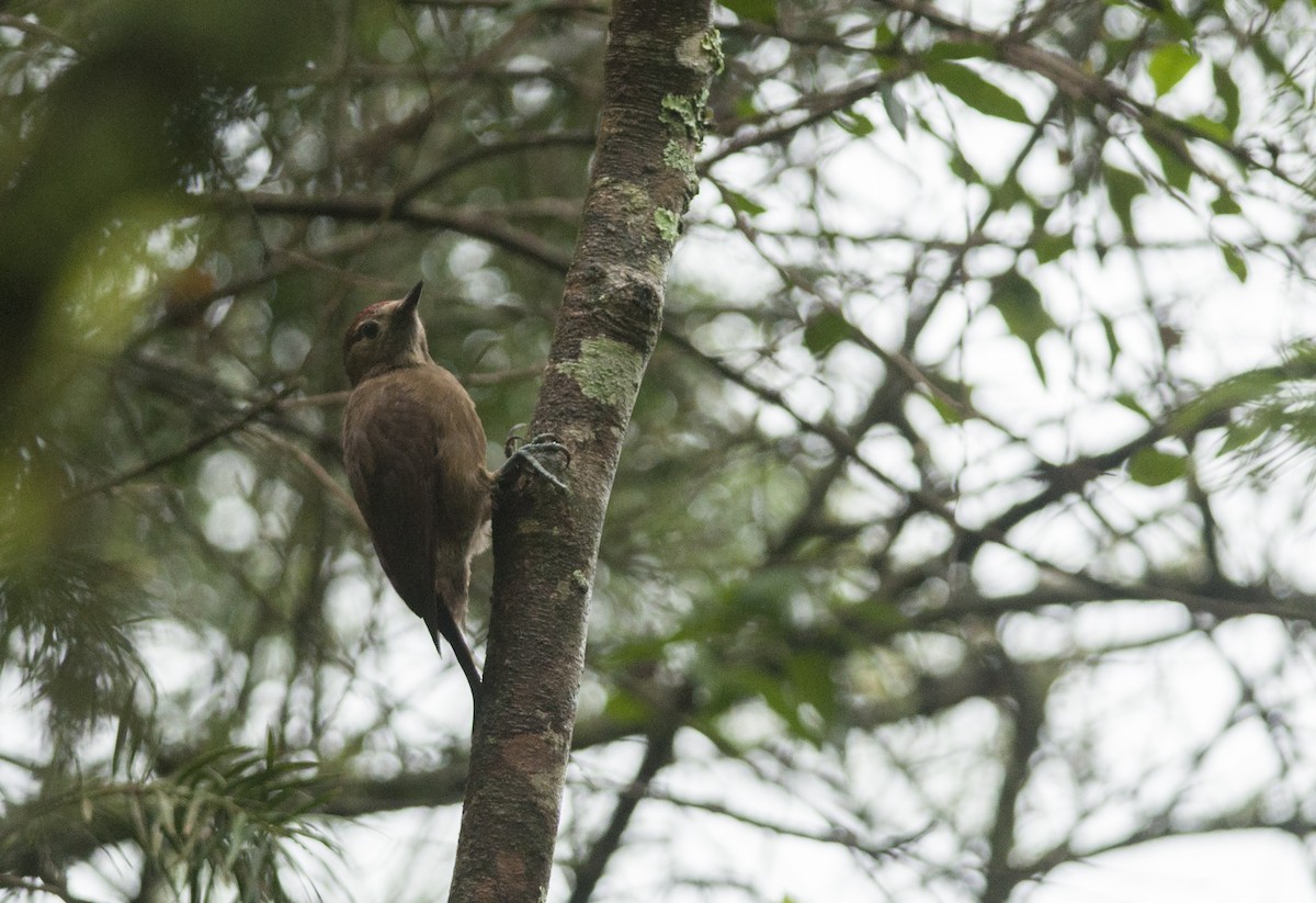 Smoky-brown Woodpecker - Giselle Mangini