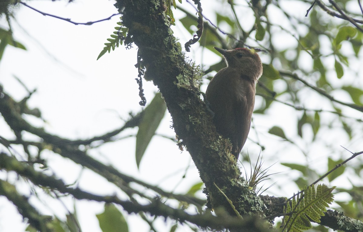 Smoky-brown Woodpecker - ML152881571