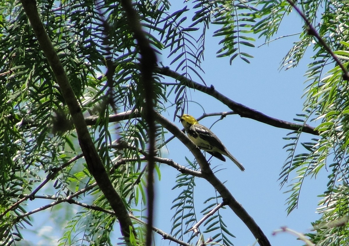 Black-throated Green Warbler - ML152882001