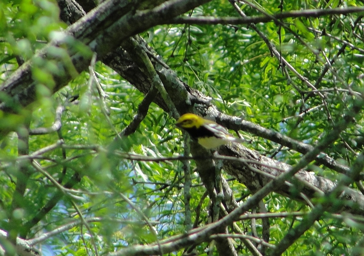 Black-throated Green Warbler - ML152882021