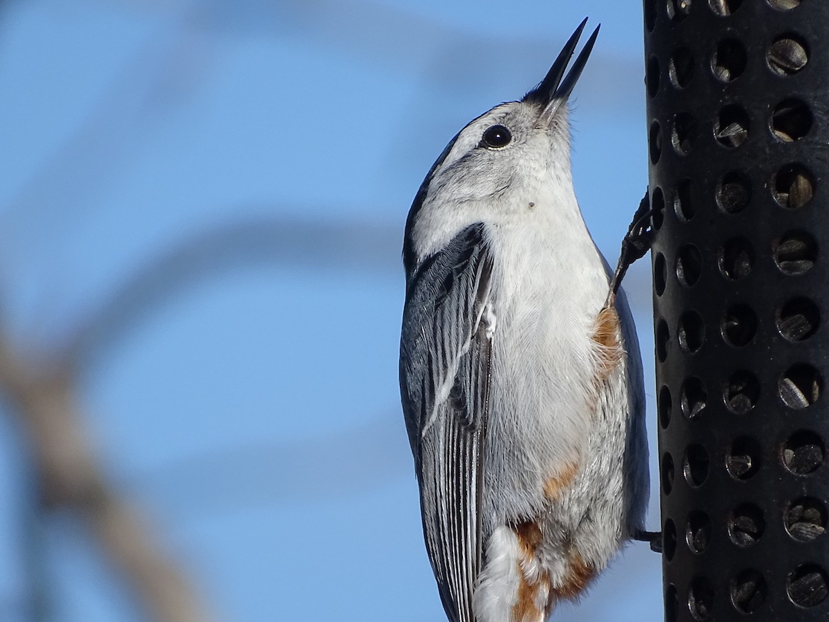 White-breasted Nuthatch - ML152882051