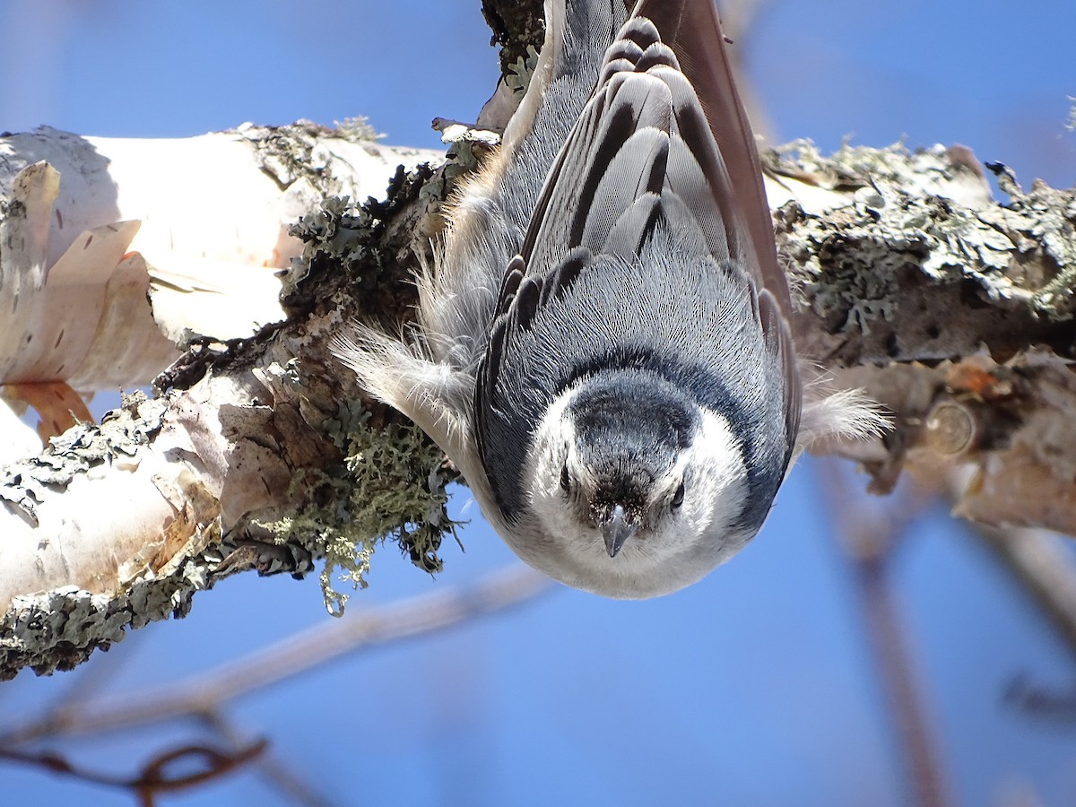 White-breasted Nuthatch - ML152882081