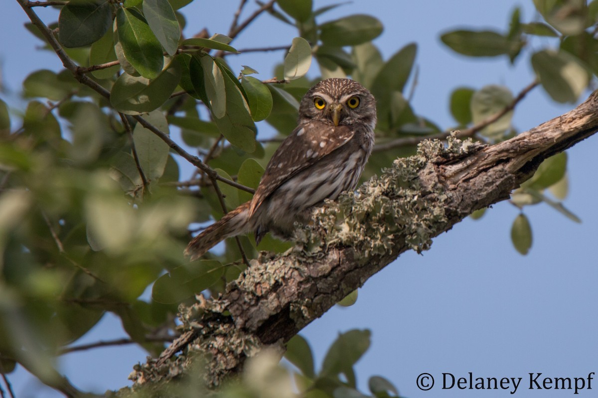 Ferruginous Pygmy-Owl - Delaney Kempf