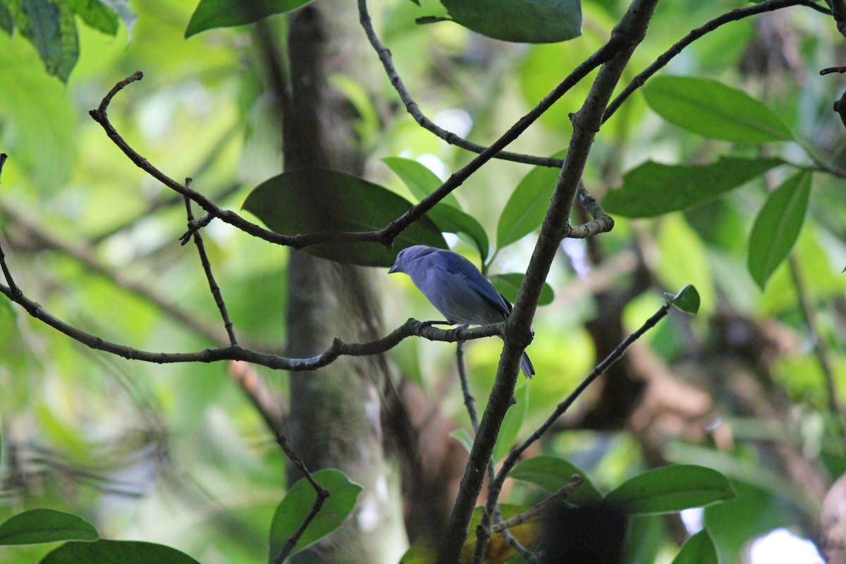 Blue-gray Tanager - ML152882621