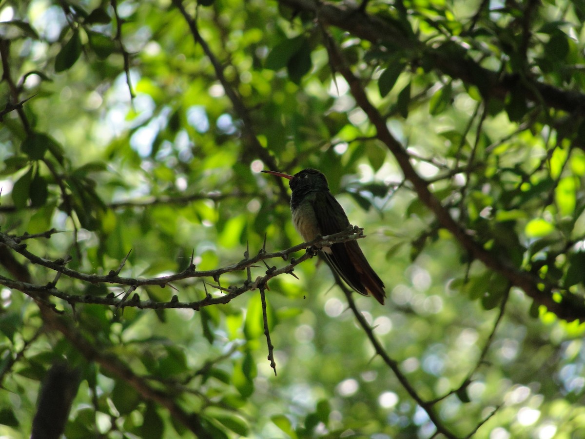 Buff-bellied Hummingbird - ML152882891