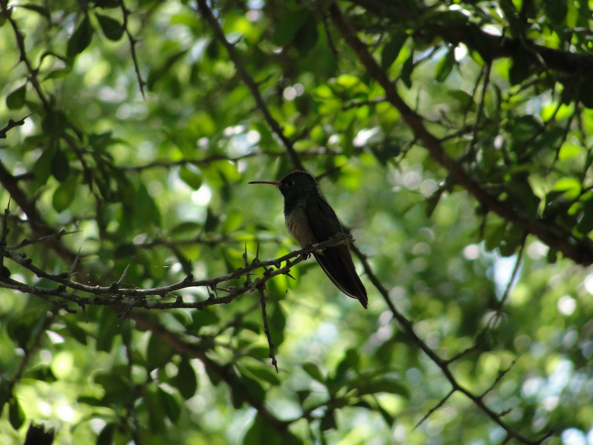 Buff-bellied Hummingbird - ML152882901