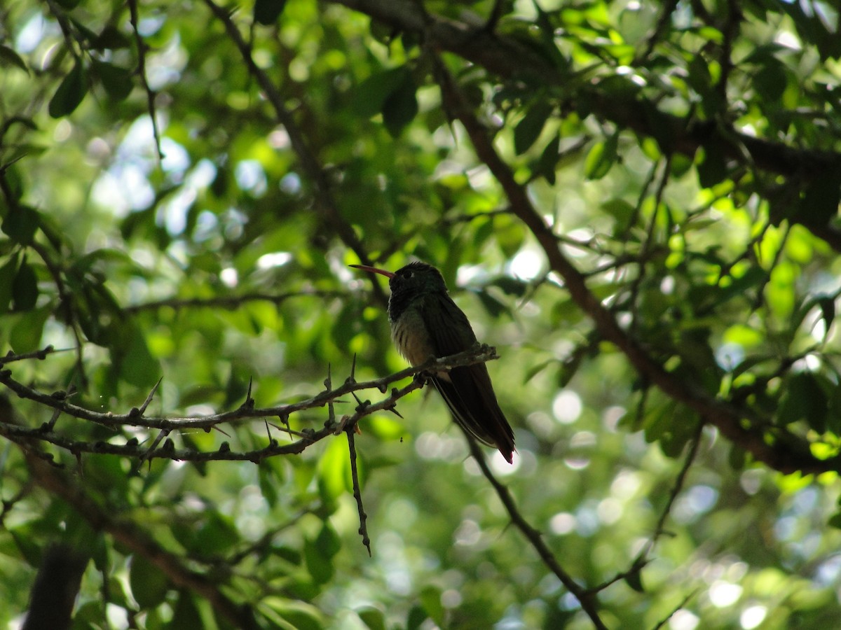 Buff-bellied Hummingbird - ML152882911