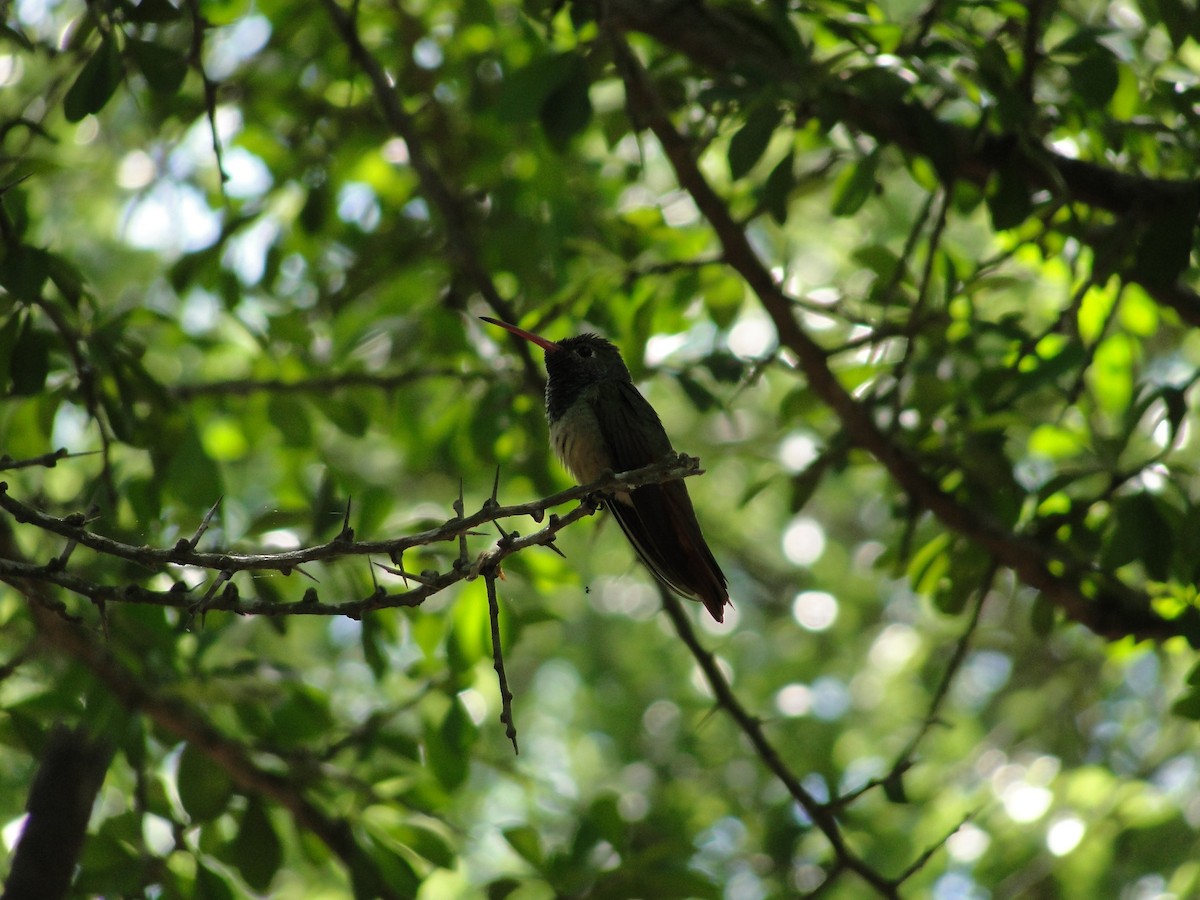 Buff-bellied Hummingbird - ML152882921