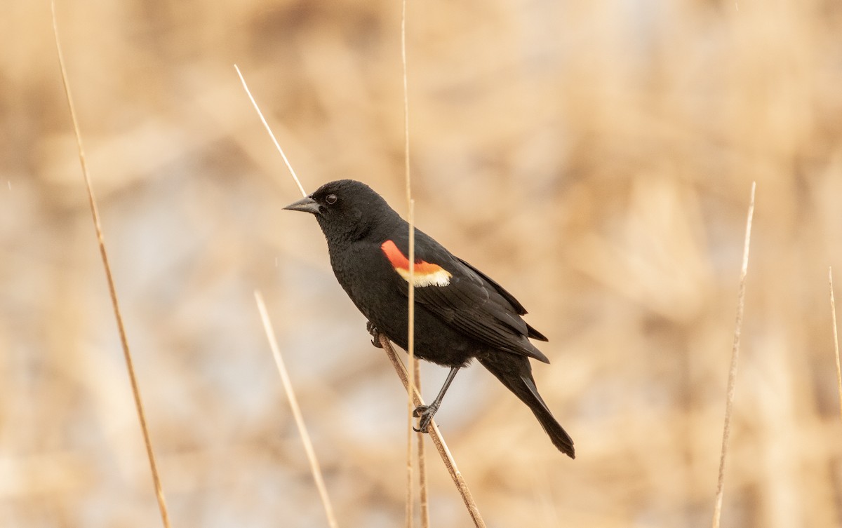 Red-winged Blackbird - Todd Mitchell