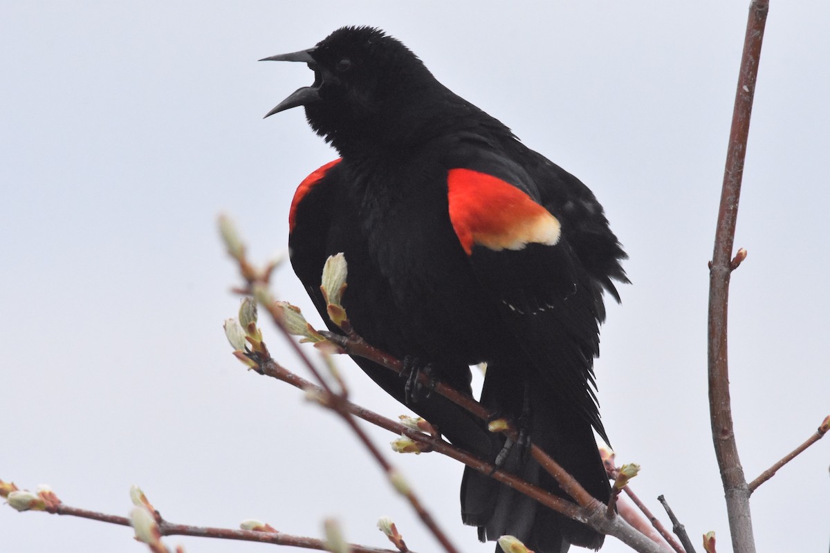 Red-winged Blackbird - Kyle Arvin
